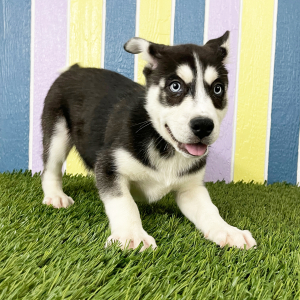Siberian Husky Puppy Waren
