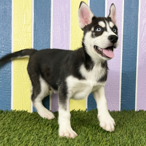 Siberian Husky Puppy Waren