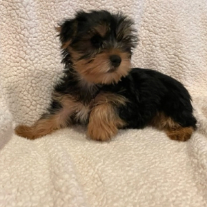 Yorkshire Terrier Puppy Legend