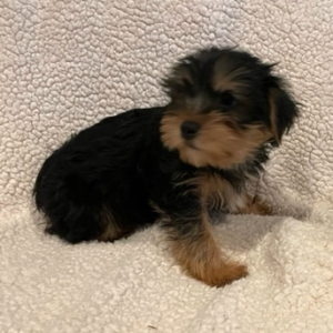 Yorkshire Terrier Puppy Legend