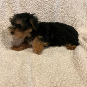 Yorkshire Terrier Puppy Legend