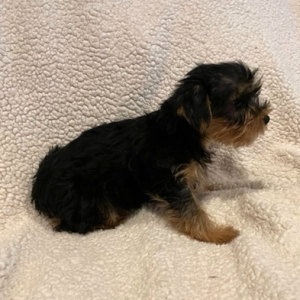 Yorkshire Terrier Puppy Legend