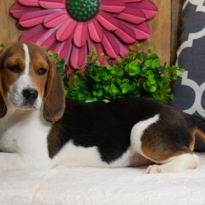 Beagle Puppy Chloe