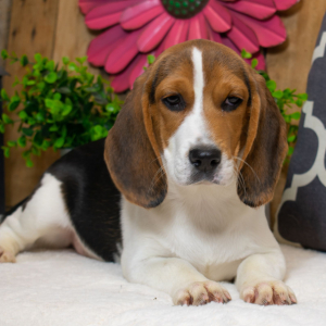 Beagle Puppy Chloe
