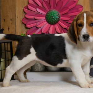 Beagle Puppy Chloe