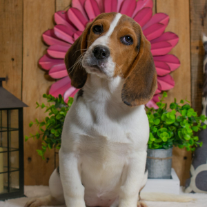 Beagle Puppy Chloe