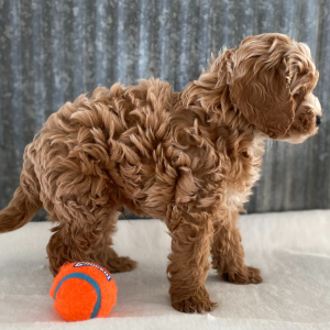 Cockapoo Puppy Cody