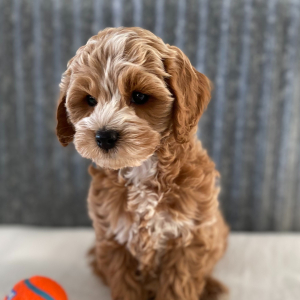Cockapoo Puppy Cody