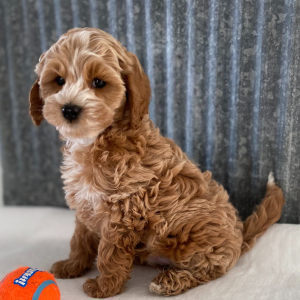 Cockapoo Puppy Cody