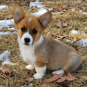Pembroke Welsh Corgi Puppy Dexter