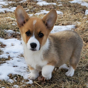 Pembroke Welsh Corgi Puppy Dexter