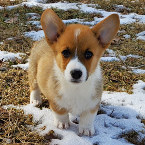 Pembroke Welsh Corgi Puppy Dexter