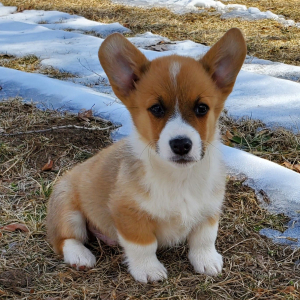 Pembroke Welsh Corgi Puppy Dexter