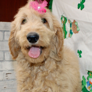Goldendoodle Puppy Millie