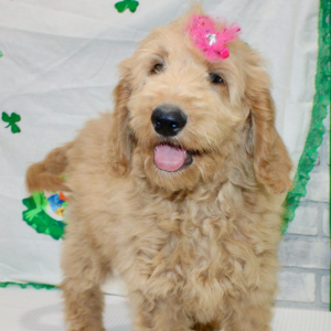 Goldendoodle Puppy Millie