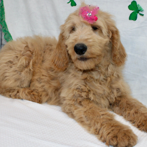 Goldendoodle Puppy Millie