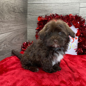 Havanese Puppy Chandler