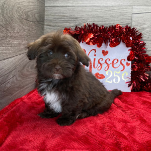 Havanese Puppy Chandler