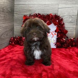 Havanese Puppy Chandler