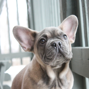 French Bulldog Puppy Pierce
