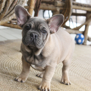 French Bulldog Puppy Pierce