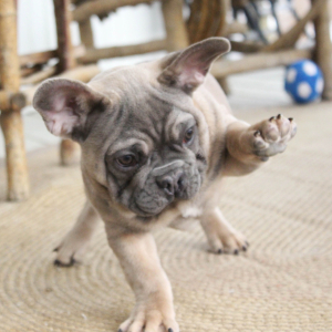 French Bulldog Puppy Pierce