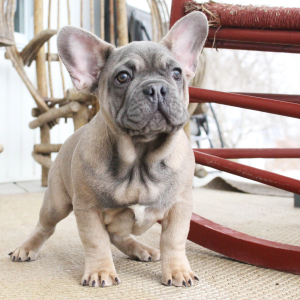 French Bulldog Puppy Pierce