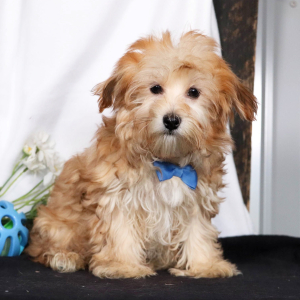 Morkie Puppy Chase