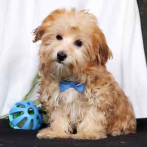 Morkie Puppy Chase
