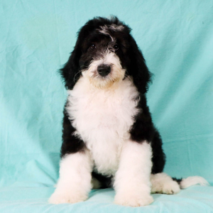 Sheepadoodle Puppy Izzy