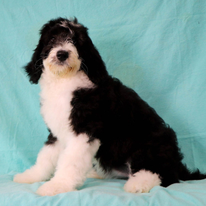 Sheepadoodle Puppy Izzy