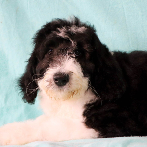 Sheepadoodle Puppy Izzy