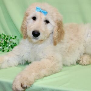 Goldendoodle Puppy Storm