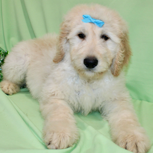 Goldendoodle Puppy Storm