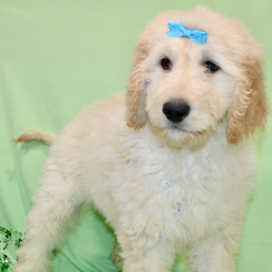 Goldendoodle Puppy Storm