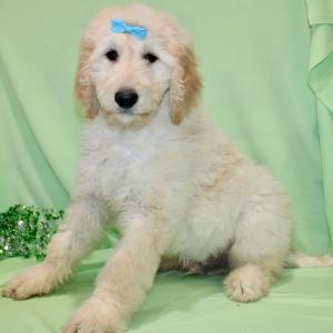 Goldendoodle Puppy Storm