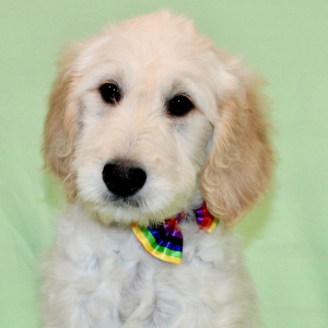 Goldendoodle Puppy Sevrin