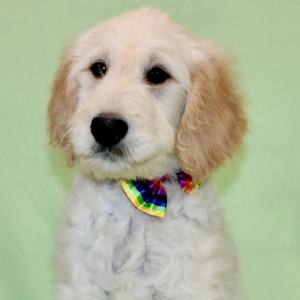 Goldendoodle Puppy Sevrin