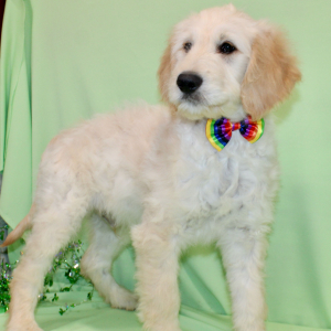 Goldendoodle Puppy Sevrin