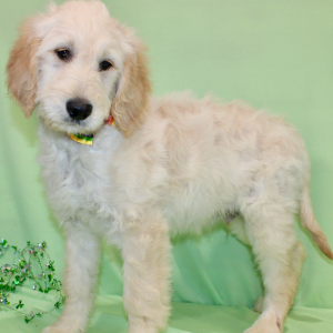 Goldendoodle Puppy Sevrin