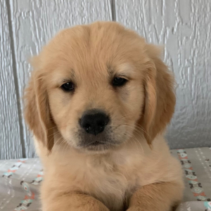 Golden Retriever Puppy Hunter