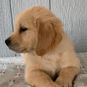 Golden Retriever Puppy Hunter