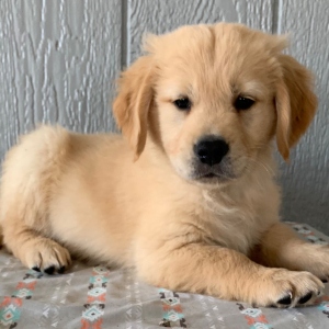 Golden Retriever Puppy Hunter