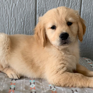 Golden Retriever Puppy Hunter