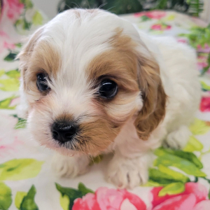 Cavapoo Puppy Rudd