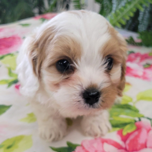 Cavapoo Puppy Rudd