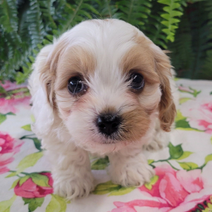 Cavapoo Puppy Rudd