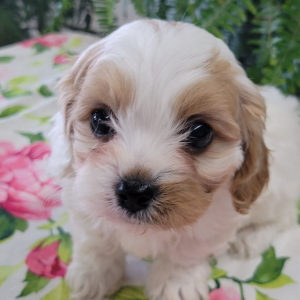 Cavapoo Puppy Rudd