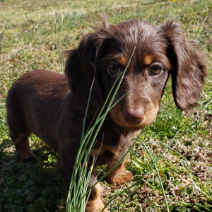 Dachshund Puppy Dana