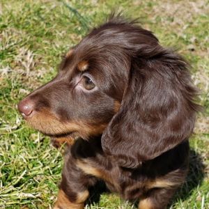 Dachshund Puppy Dana